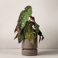 Forellbegonia