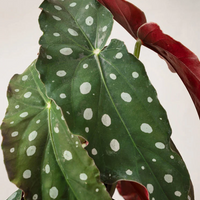 Forellbegonia