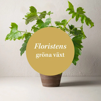 Floristens gröna växt