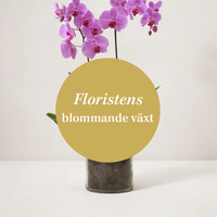 Floristens blomstrande växt