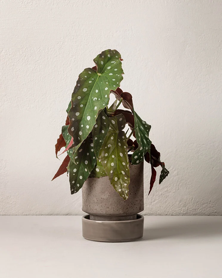 Forellbegonia