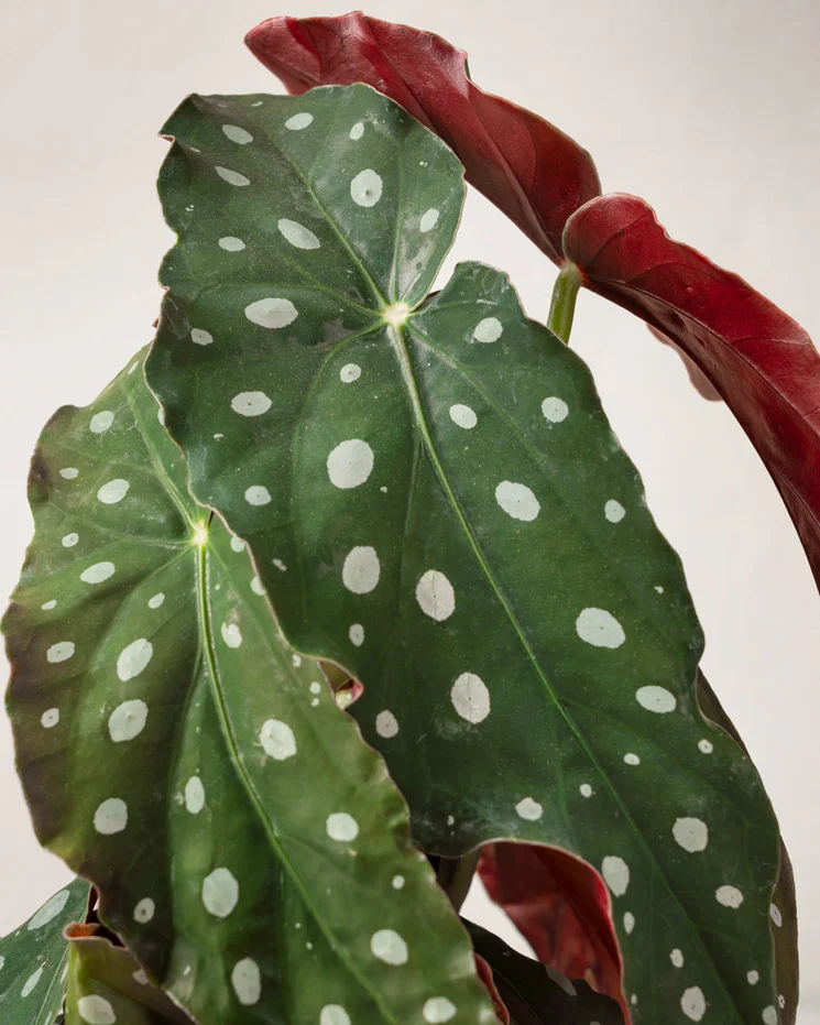 Forellbegonia