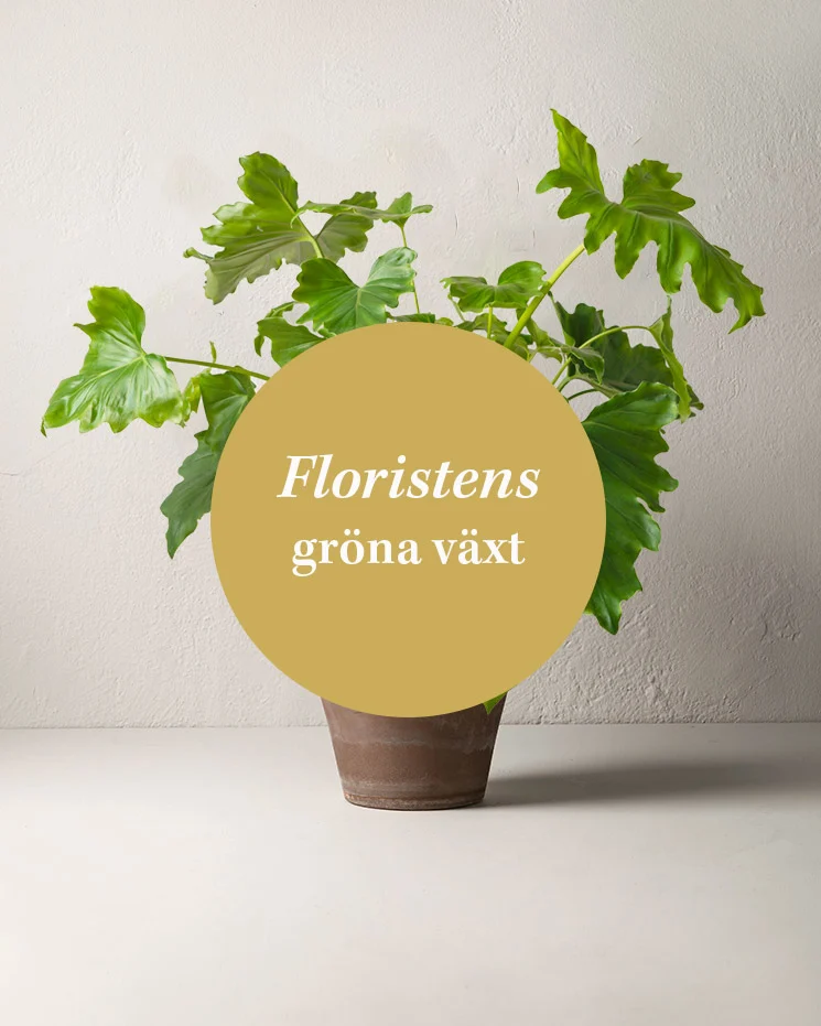 Floristens gröna växt