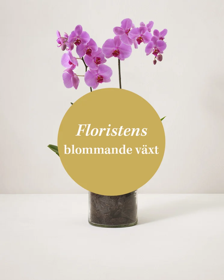 Floristens blomstrande växt