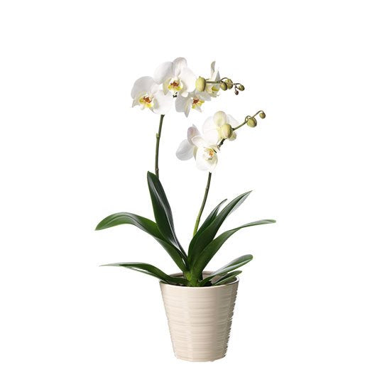 Vit Orkidé i kruka