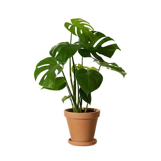 Monstera 40cm-50cm