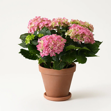 Rosa Krukhortensia